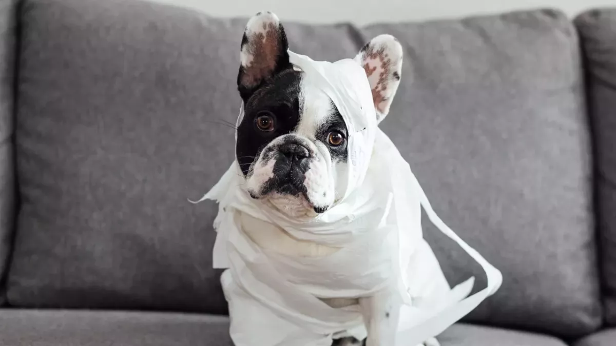 A dog with bleeding sores and ‘in agony’ from pain was dumped by a callous owner 