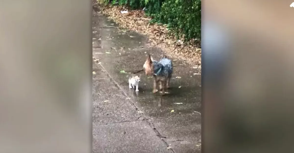 Dog Brings Tiny Kitten To Safety While It Rains