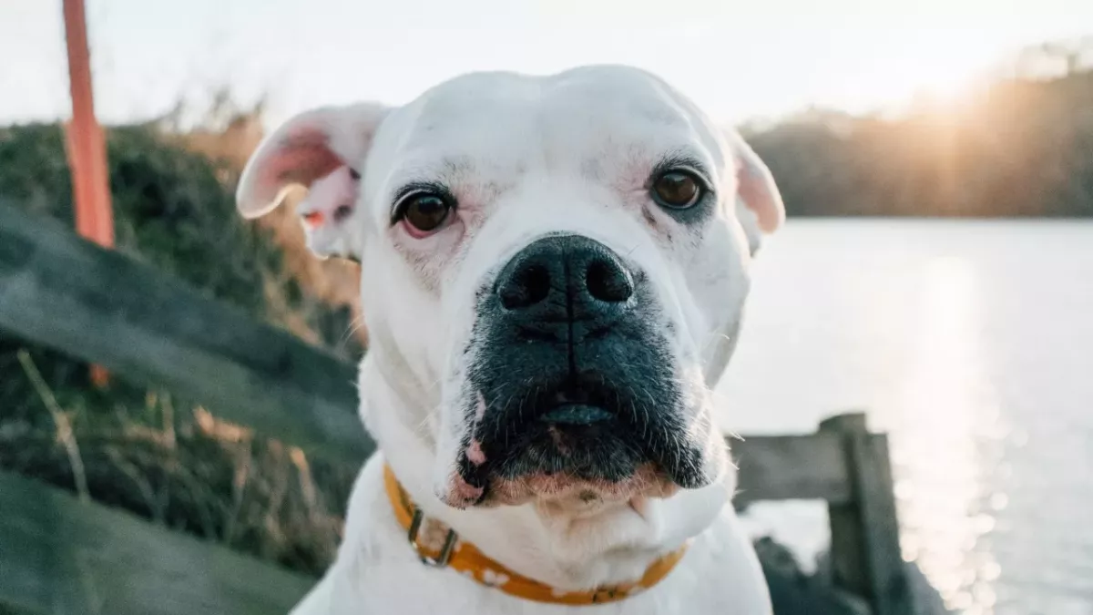 Dog covered in sores and scars was rescued from the streets; authorities are now searching for its cruel owner 