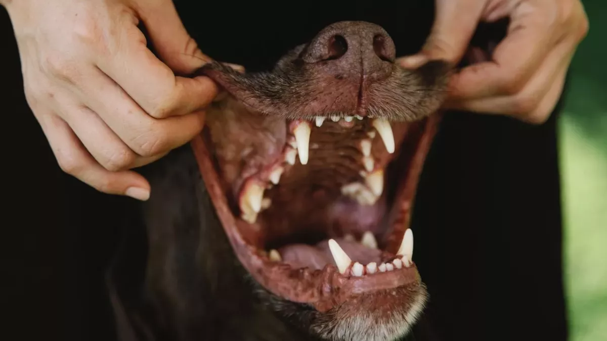 Dog dental care: how to make brushing teeth fun for your four-legged friend
