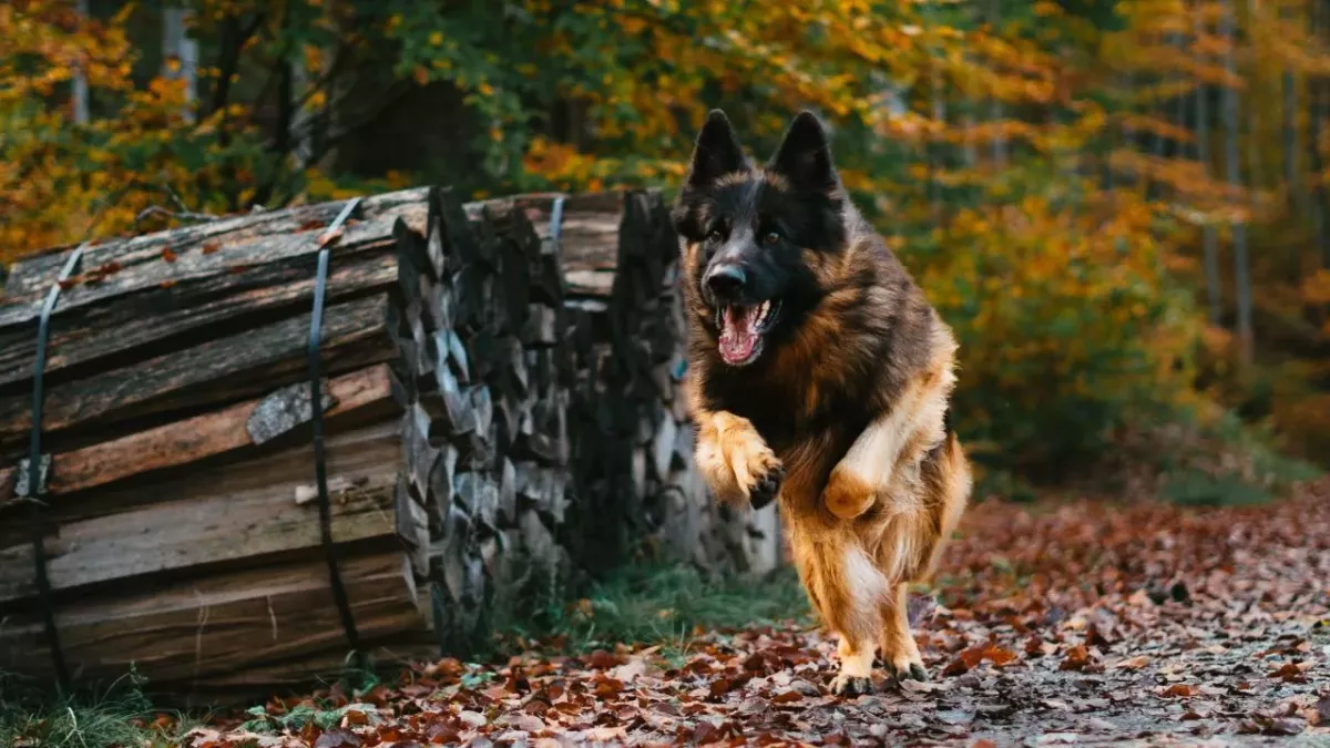 This dog did the most unusual thing while on a road trip that terrified owners for almost a day