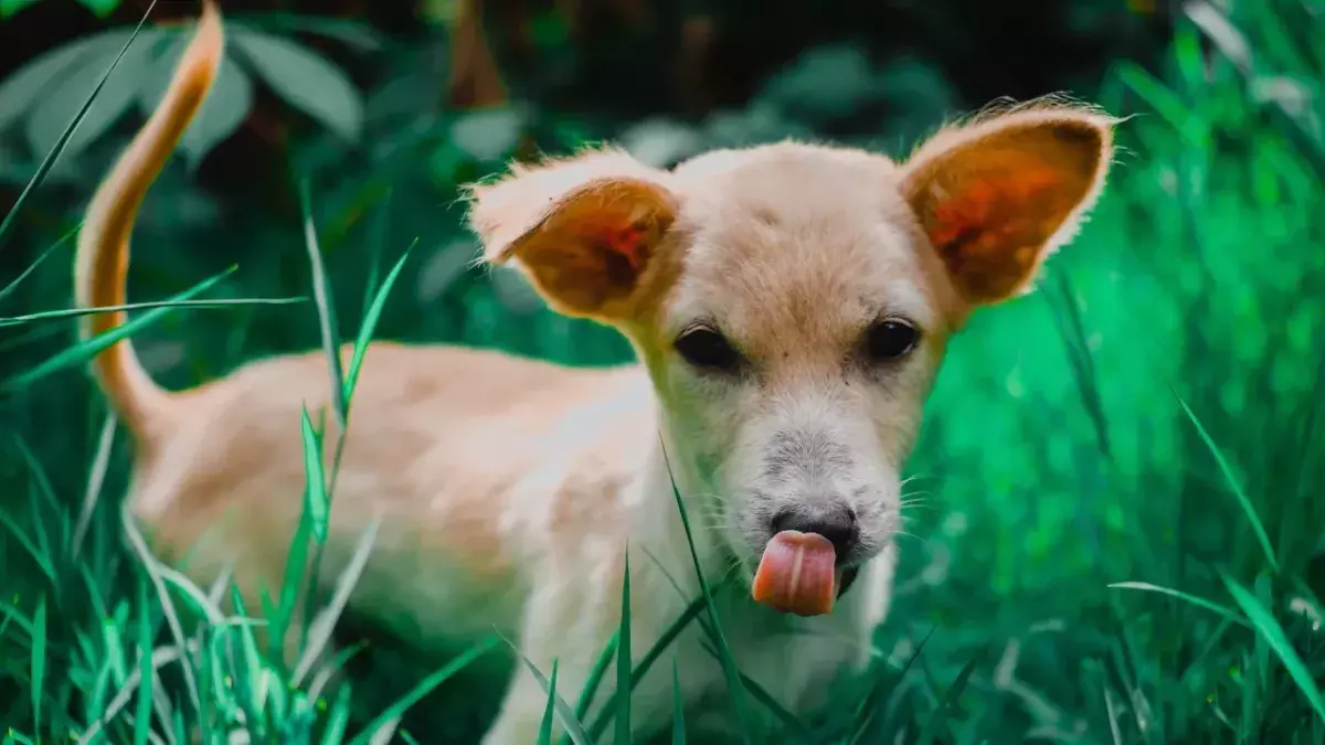 A dog dumped from a moving lorry is now ‘always wagging her tail’ after finding a new home