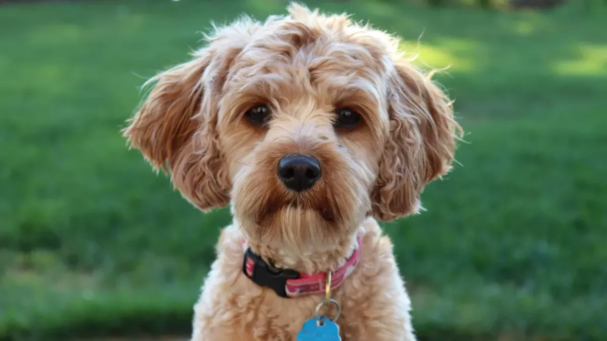 A dog fighting against cancer performed an act of heroism