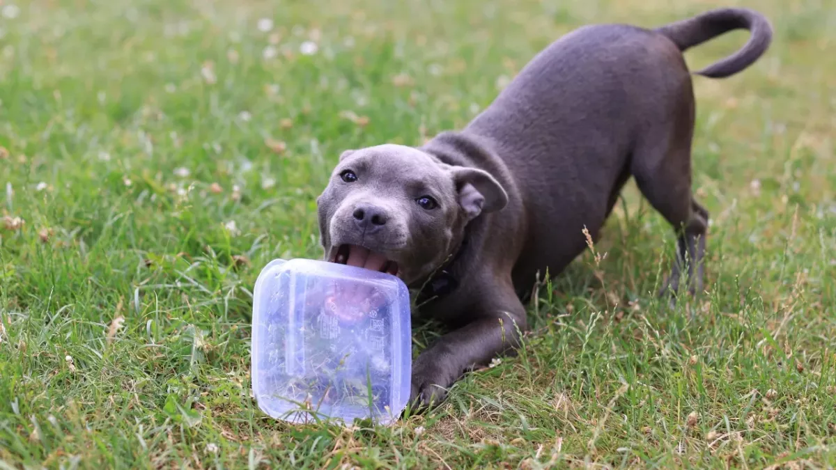 This dog gobbled McDonald's sauce pot on a walk and ended up on the operation table 
