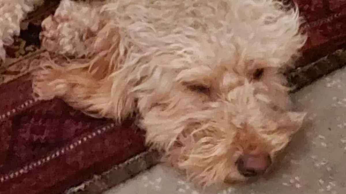 Dog that got lost in the freezing cold for almost a week finally reunited with family 