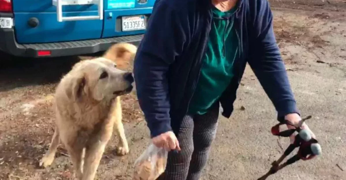 This dog guarded her home during the California fires.