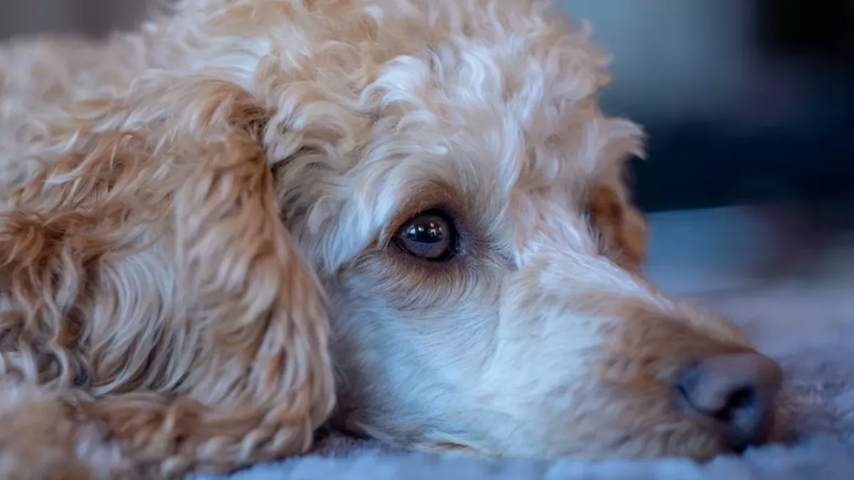 This dog has to eat meals in a baby chair, and it’s not for fun