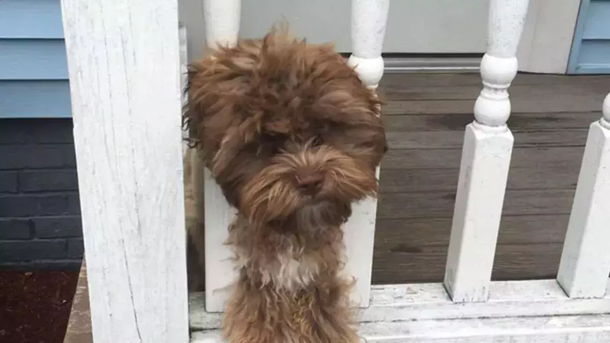 This dog has the face of an adult man