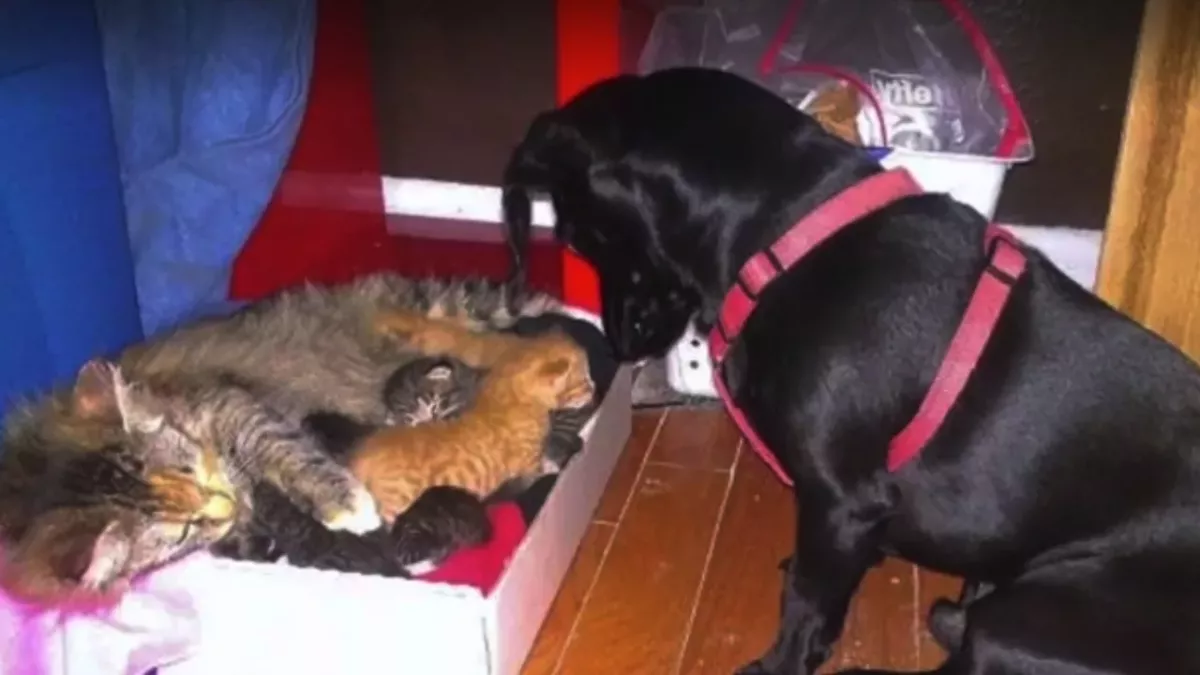 This dog has the most heartwarming reaction to a cat giving birth