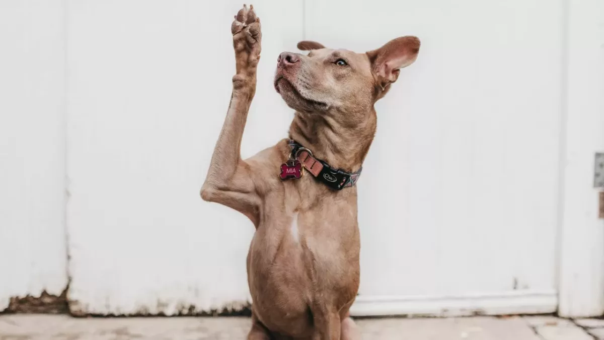 Dog owners could face up to £2,000 for one simple mistake