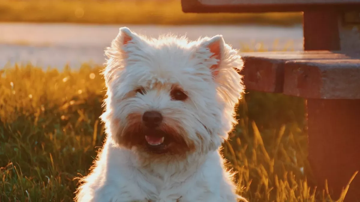 Dog owners fireworks