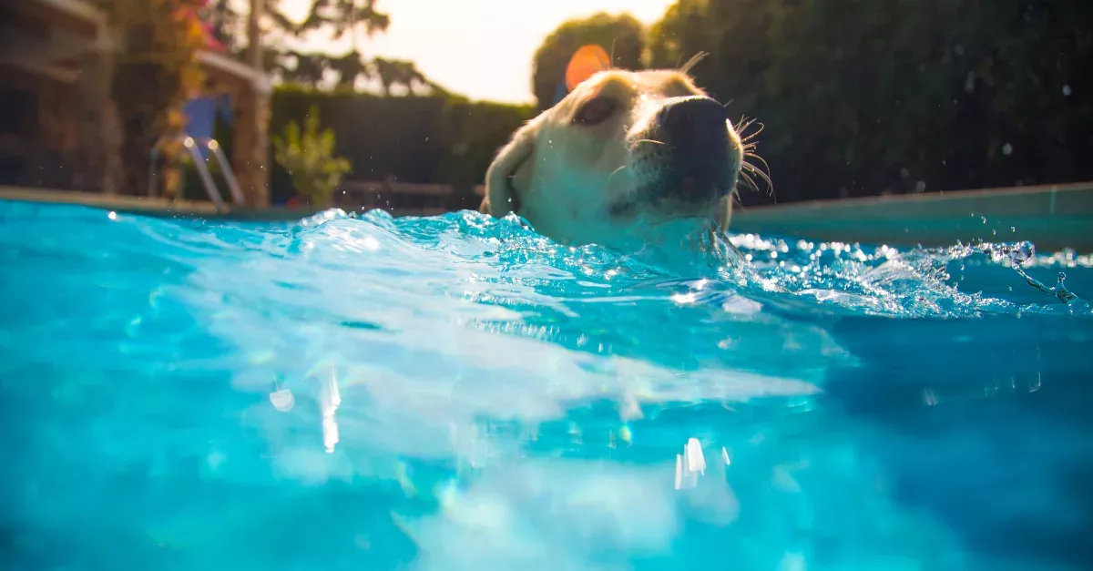 Dog Pool