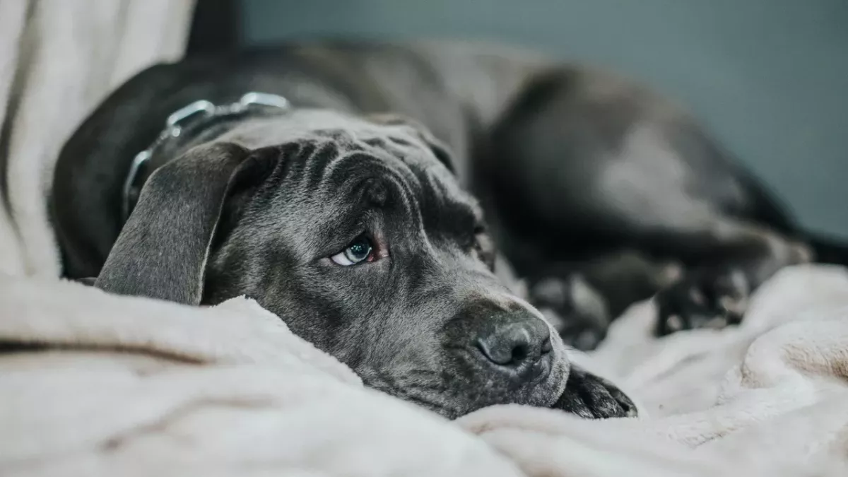Dog set the house on fire on Christmas Eve after accidentally turning on a hairdryer