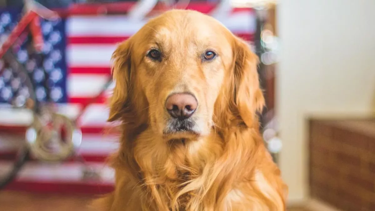 This dog suddenly bit his owner and it saved their entire family 