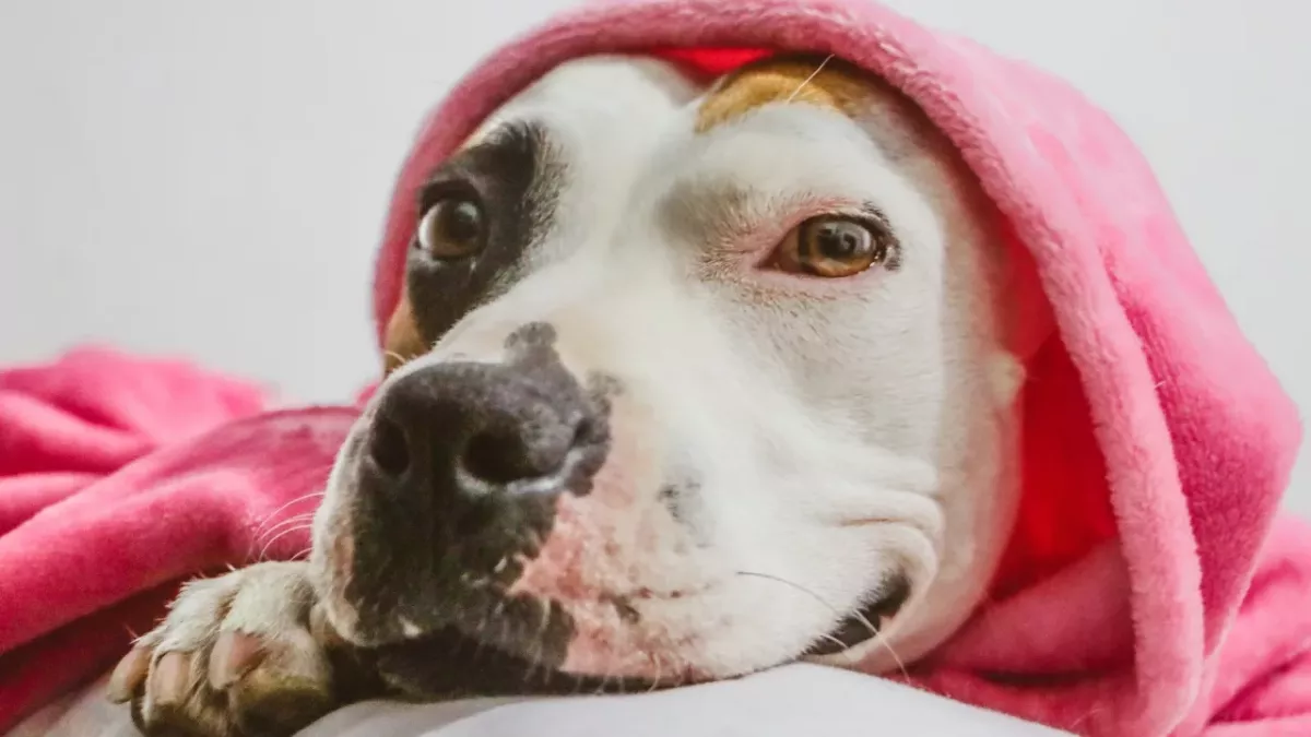 A dog used as 'cash cow' was dumped in a shopping cart by a pet store (VIDEO)