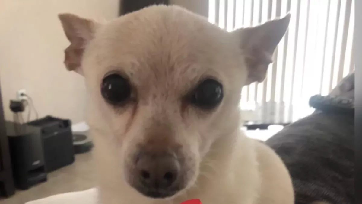 This dog was declared the world’s oldest dog by Guinness World Record