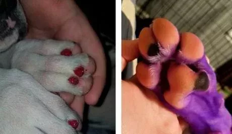 This dog was dyed pink to appear less intimidating.