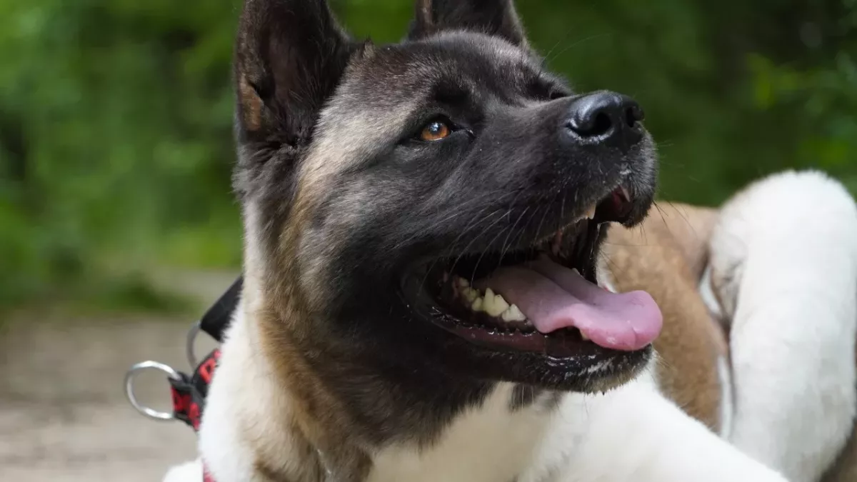 A dog was tied to a park bench overnight and dumped by its cowardly owner