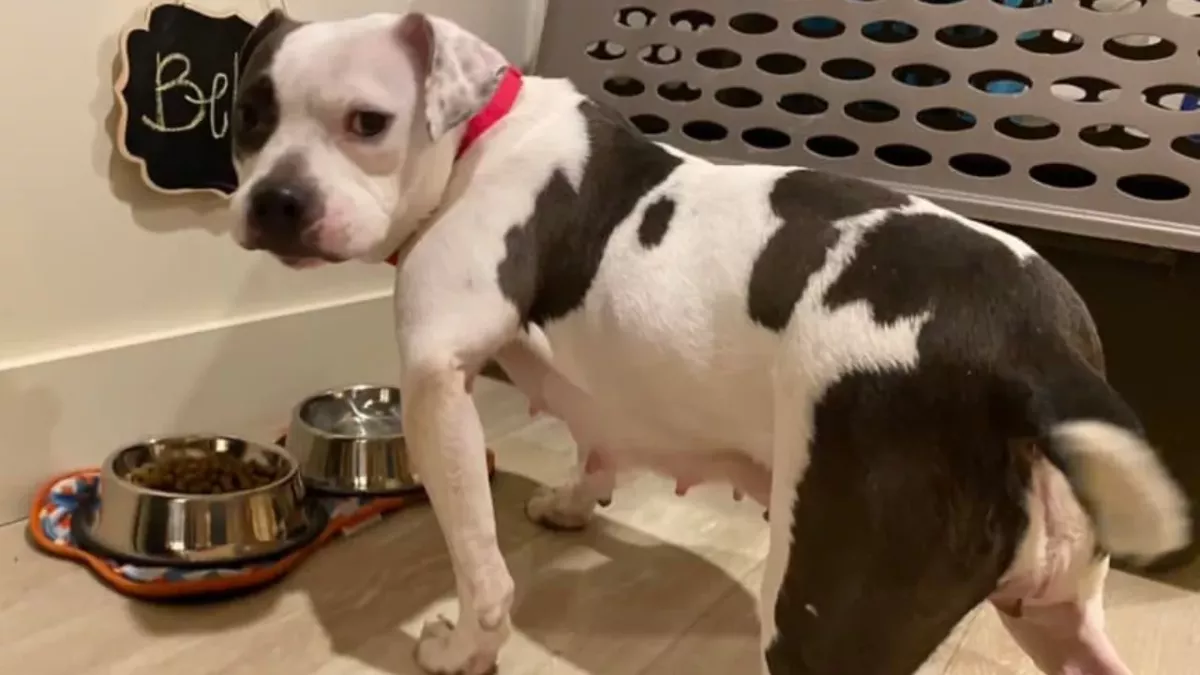 The dog who chewed off her own leg to survive has been adopted
