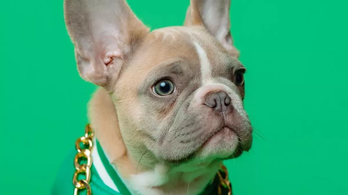 Dog who ‘instantly broke hearts’ spent 500 days searching for new home