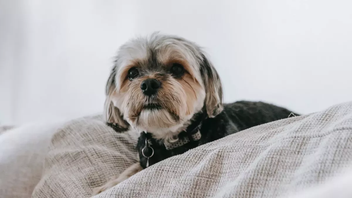 A dog who nearly died after it was tied to a car and dragged along the road finds a forever home 