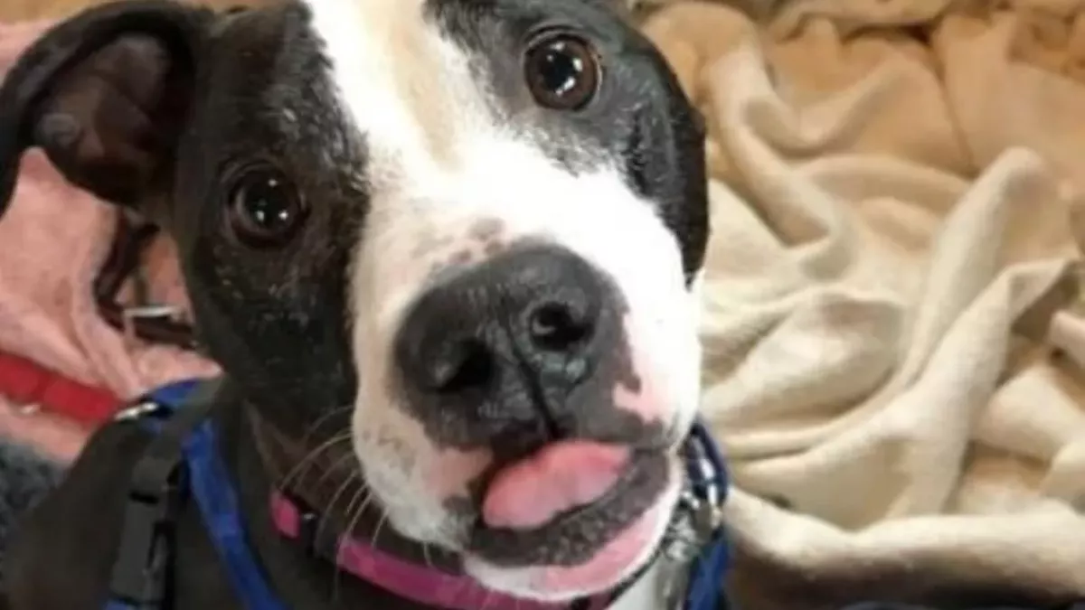 This dog who was locked up in a room has had zero adoption application in nine months