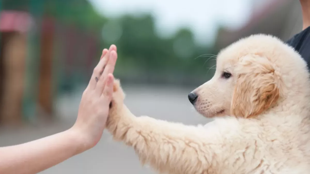 Dog years