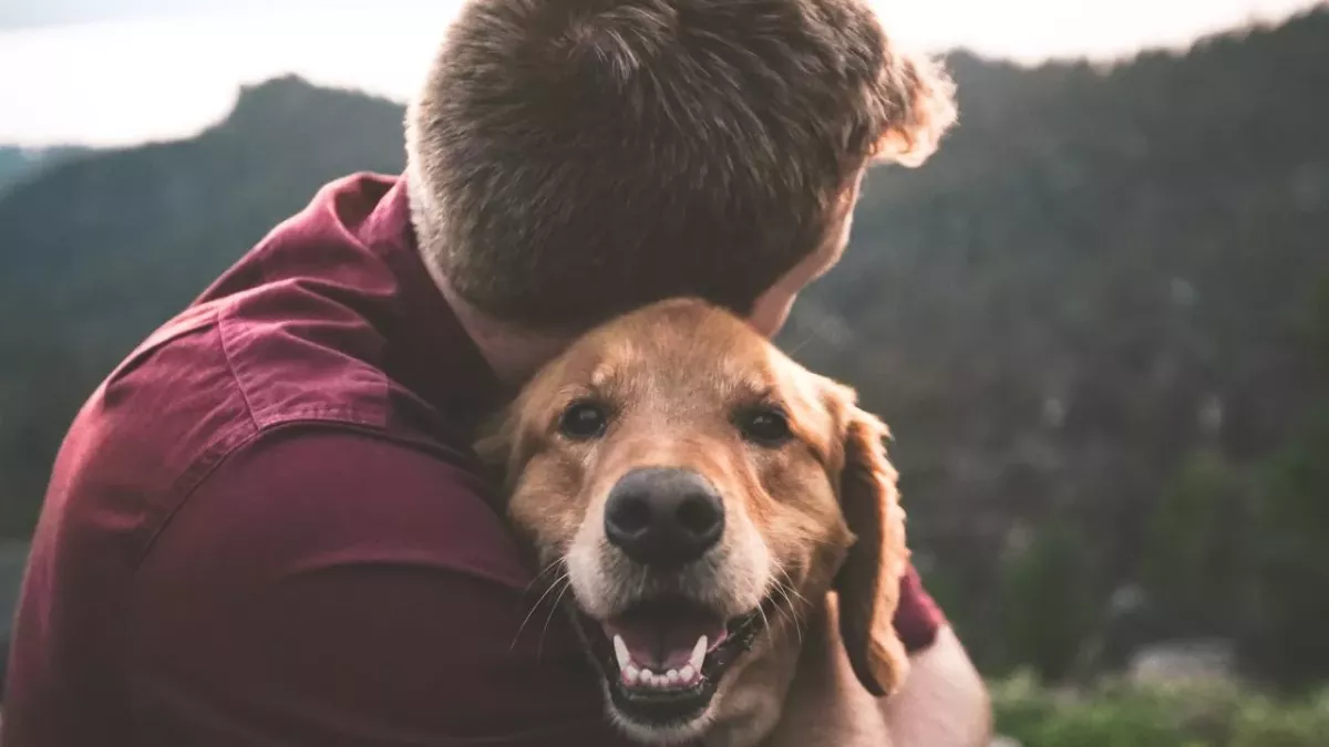 Dog 