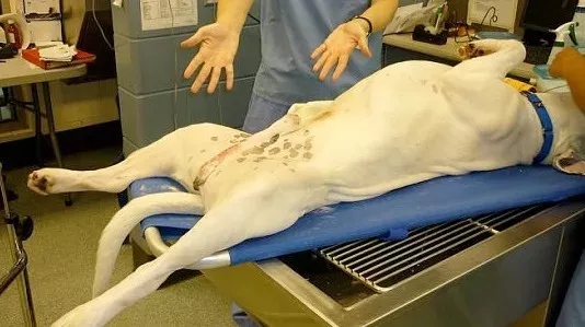 Dog