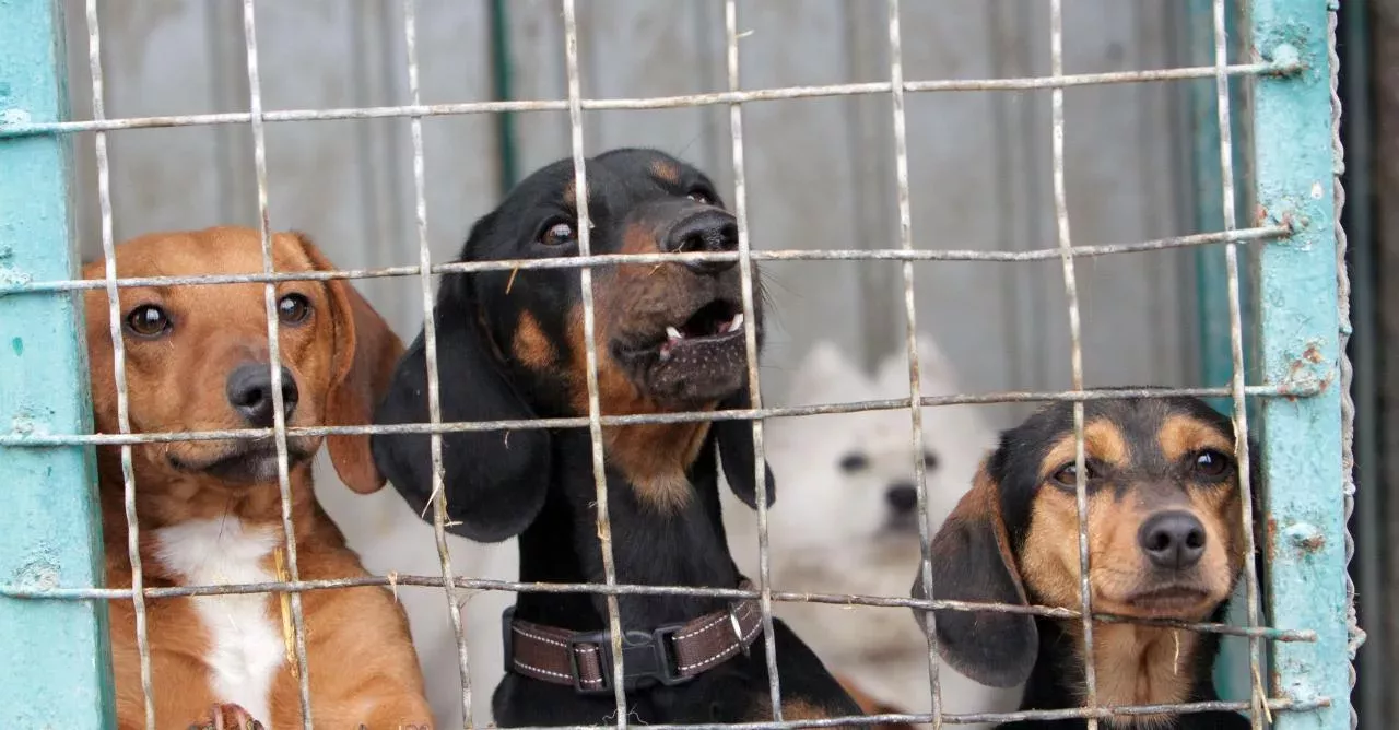 Dogs in a shelter.