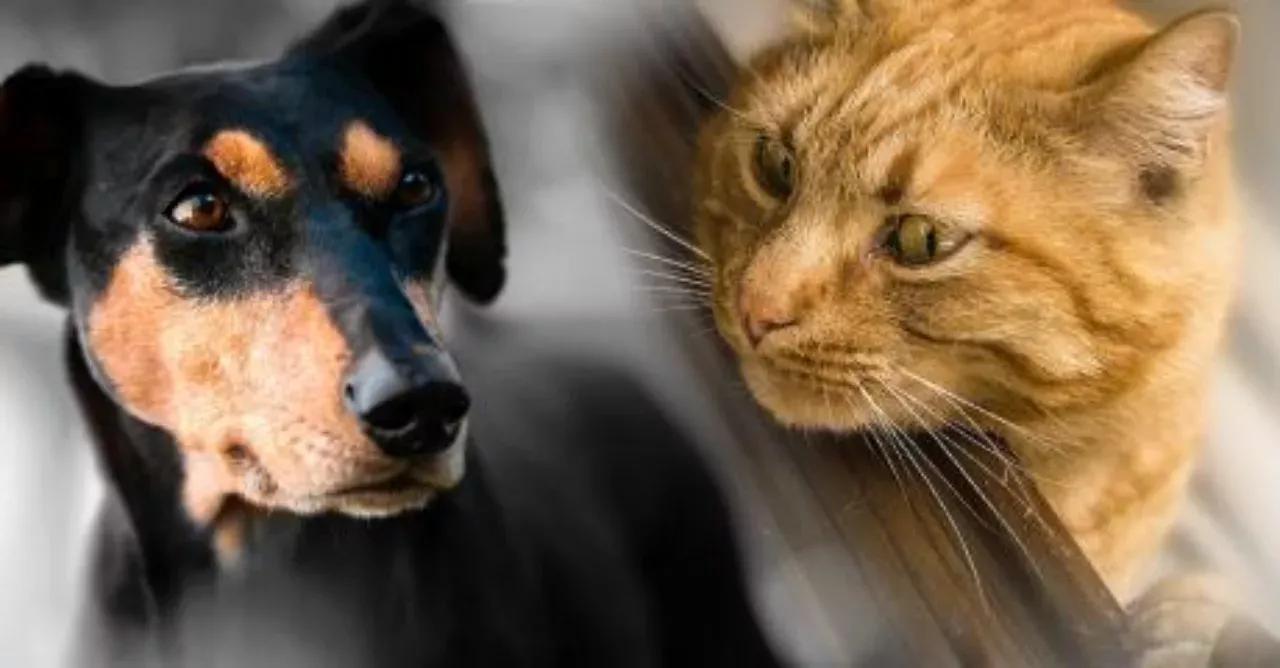 dogs vs cats