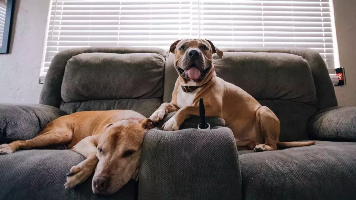 Dogs
