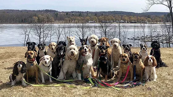 Dogs