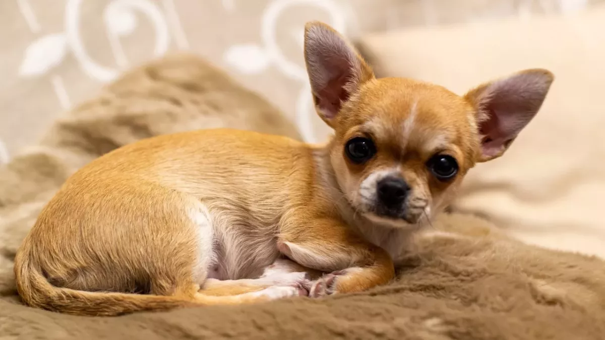 This dumped chihuahua is the latest victim of animal cruelty ravaging the country 