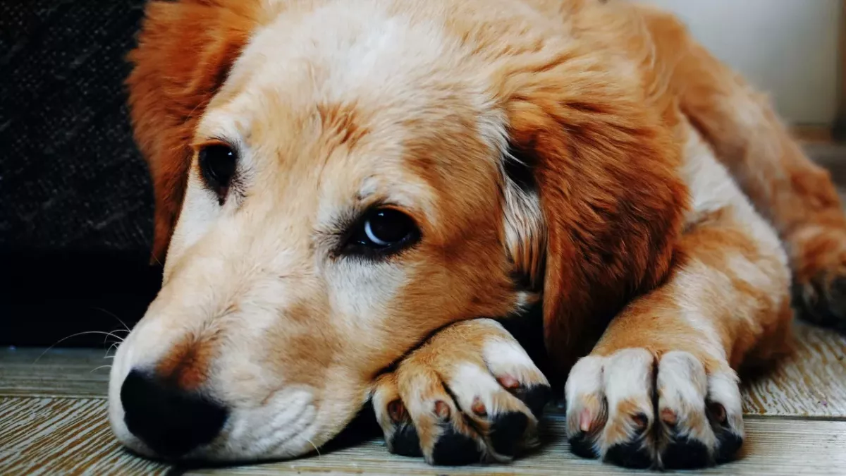 'Dumped like a piece of rubbish': rescue’s horror after 'hours-from-death' dog found abandoned in a park