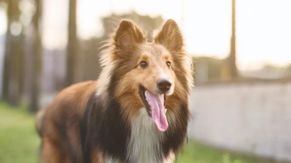 A dying dog miraculously survived and found a loving home with a vet nurse who helped with his recovery