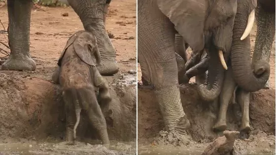 Elephant