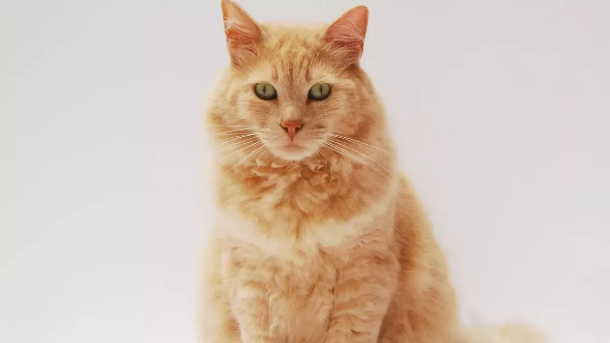 Ever wonder how many surfaces your cat’s bum touches in your house? Here is the surprising truth