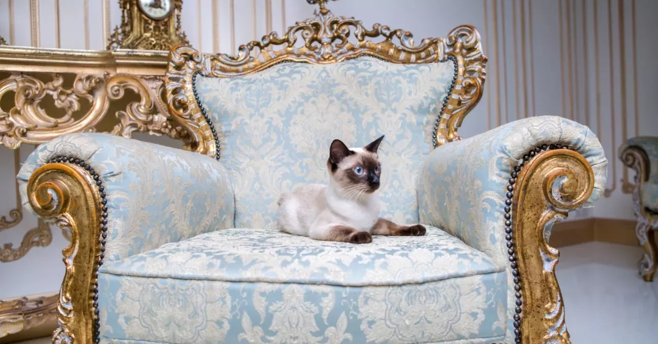 Expensive cat