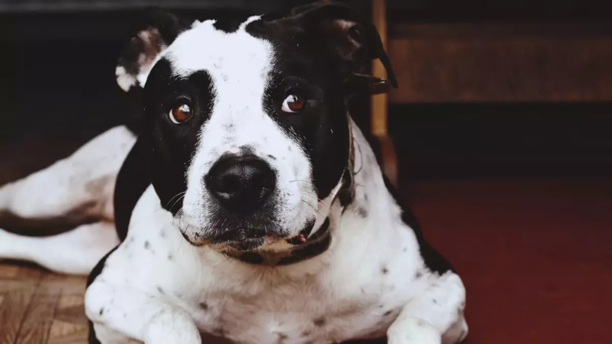Extreme cruelty as this new mama dog was separated from her puppies and dumped, tied to a tree 