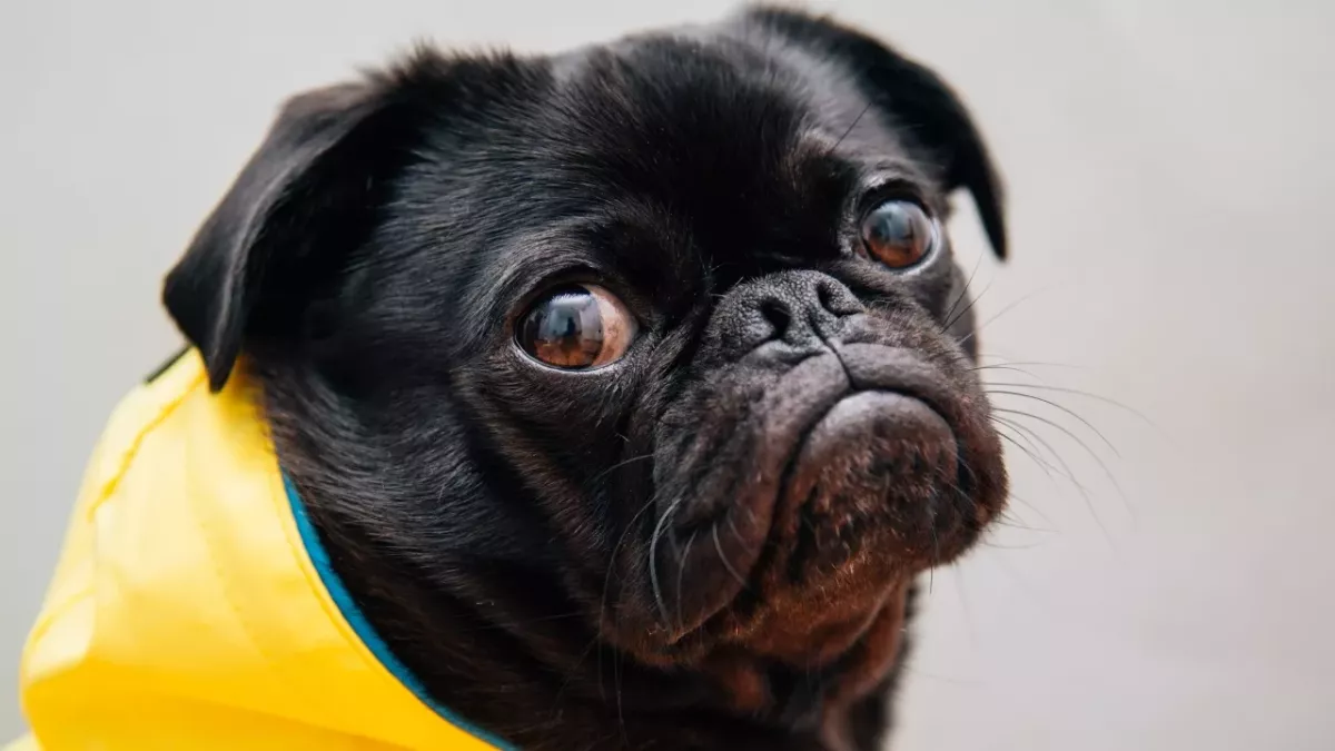 A family dog was dumped at Burger King with this heartbreaking note