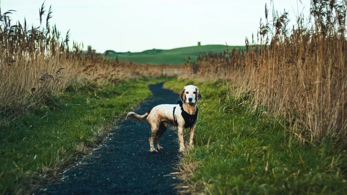 The family’s happy tears as they reunite with their beloved dog after months apart (VIDEO)