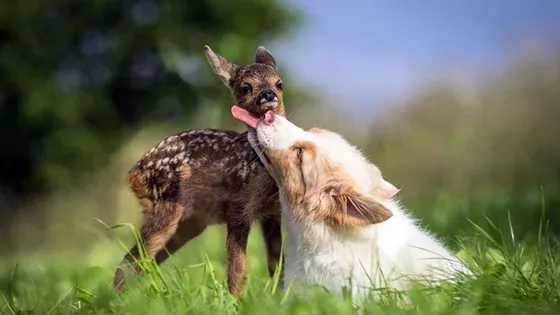 Fawn