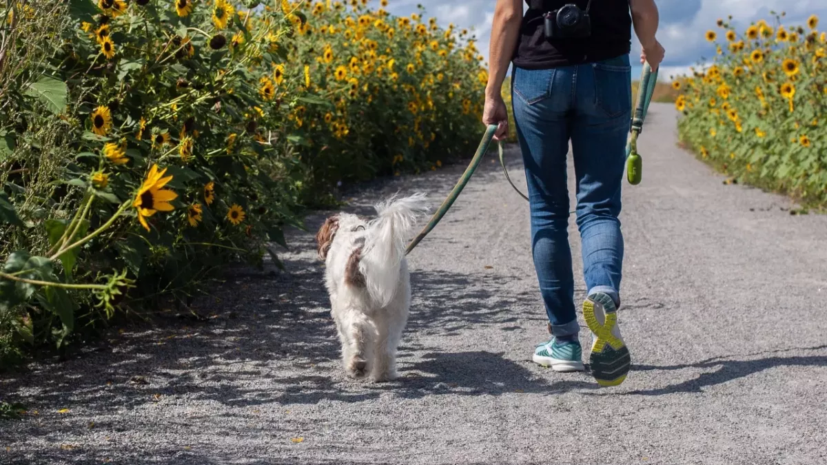 Feeling bored on dog walks? Test these 5 original ideas to make them fun again