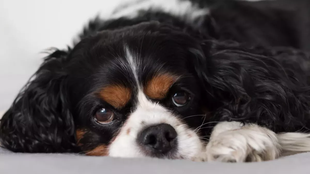 Firefighters' shock as the owner knowingly left this adorable spaniel in a hole for three days 
