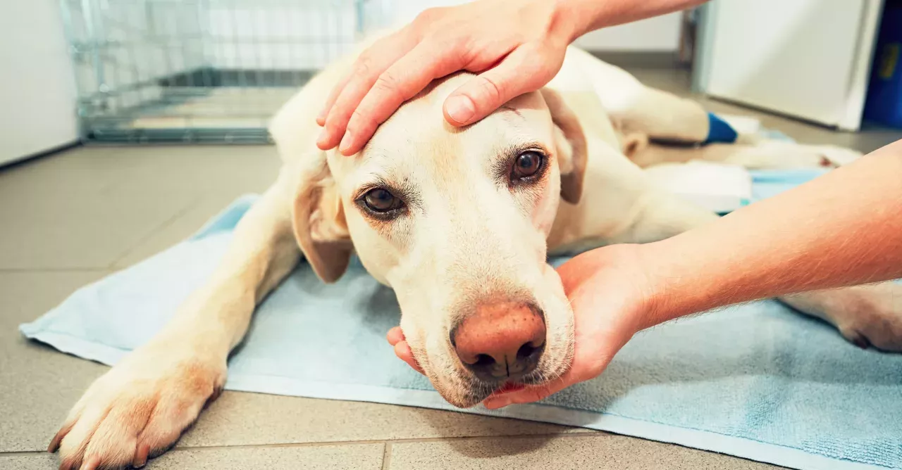 The first pet with COVID-19 survives only a few days after quarantine