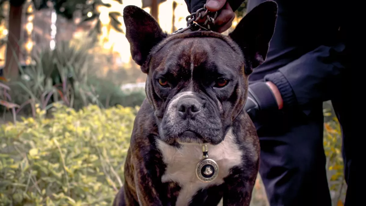 Five dogs are put down following a deadly attack on a woman 