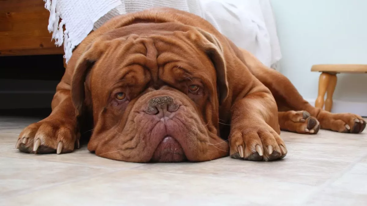 Floods of tears as this terminally ill dog gets adopted by a woman who'll love her till the end