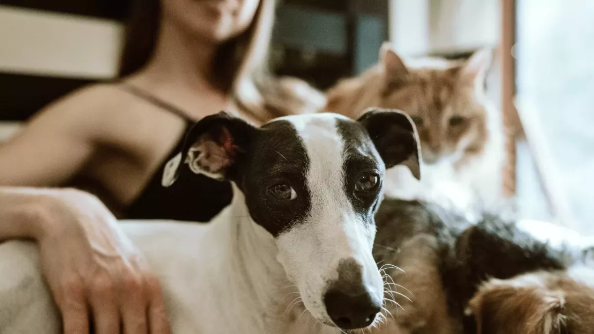 To foster or not to foster: 5 most common animal fostering myths debunked