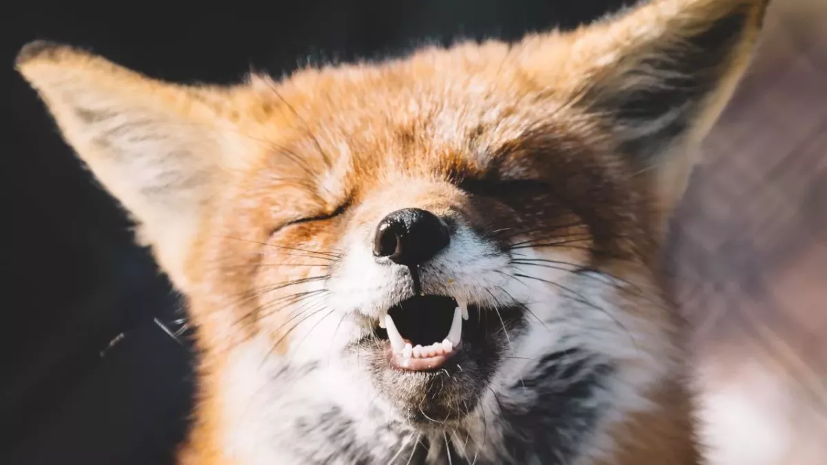 Fox